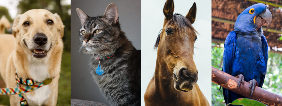 Diferença dos termos canabinoide, fitocanabinoide e endocanabinoide.