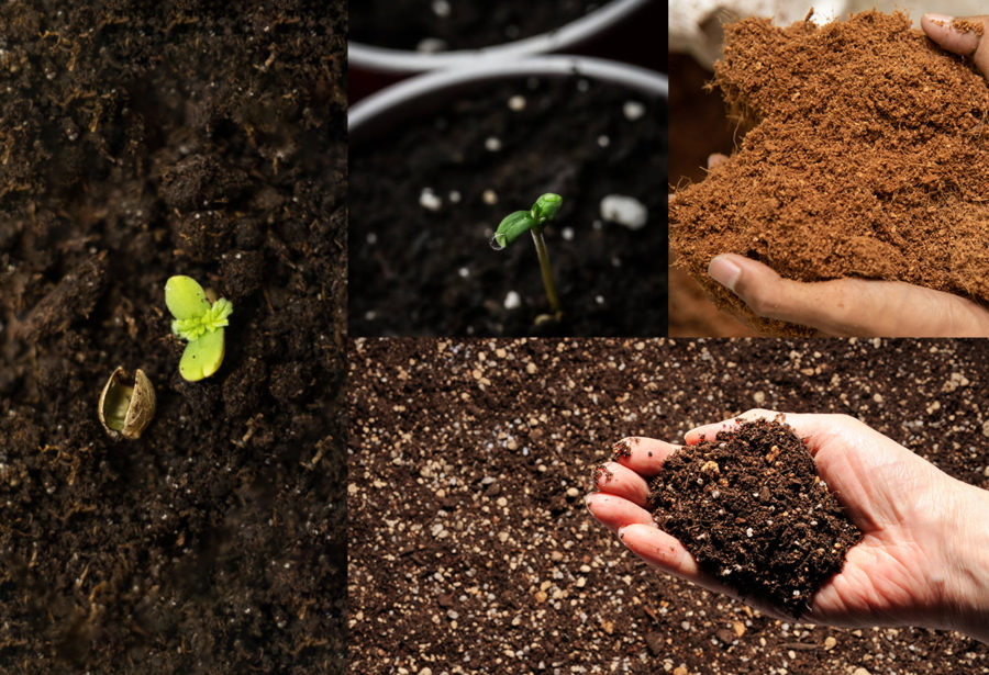 Diferenças do solo orgânico e inerte no cultivo indoor