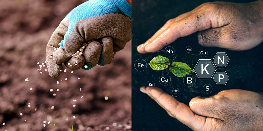 Fertilizantes orgânicos e minerais: prós e contras que todo cultivador deve saber.