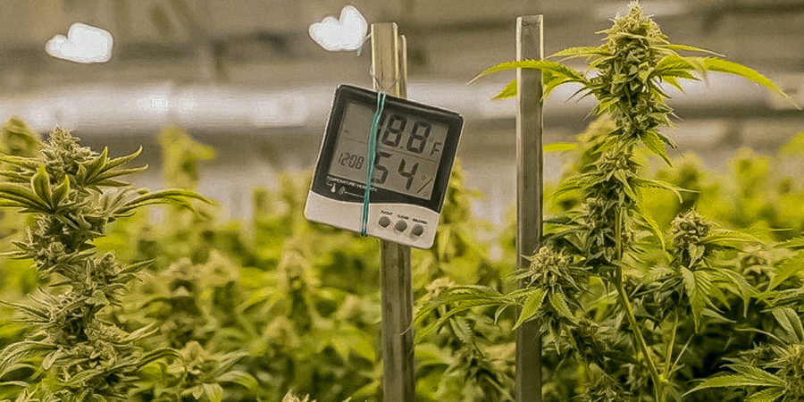 Vento, água e calor: Todo cuidado na climatização do cultivo de cannabis é pouco