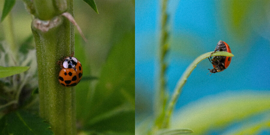 Pragas da cannabis: um mal nada necessário