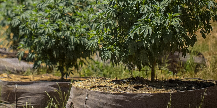 No-till: cultivo orgânico direto de cannabis