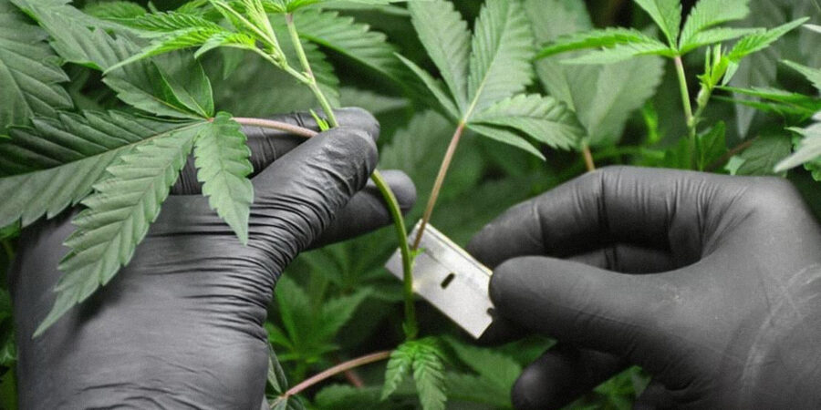 <strong>Clonagem da Cannabis: como perpetuar a sua plantinha</strong>