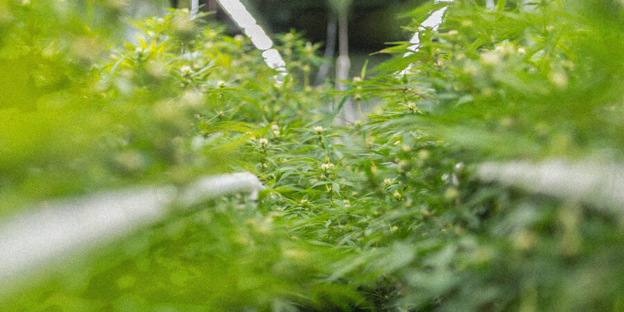 Especialistas alertam sobre ameaça de disseminação global de novo viroide da maconha