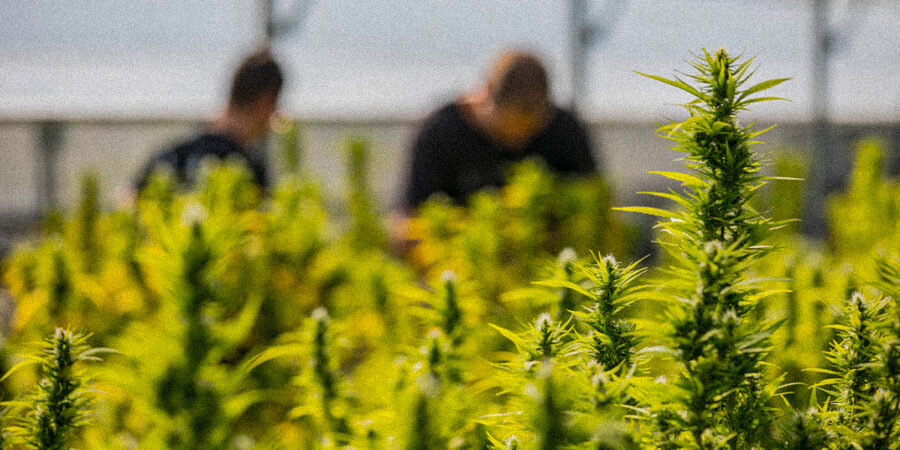 Especialistas alertam sobre ameaça de disseminação global de novo viroide da maconha