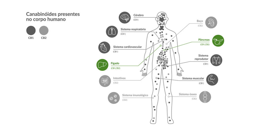 Fibromialgia e maconha: a dor pode ser amenizada