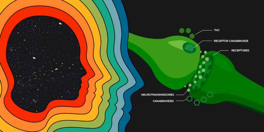 A Ciência por Trás do Efeito High da Cannabis