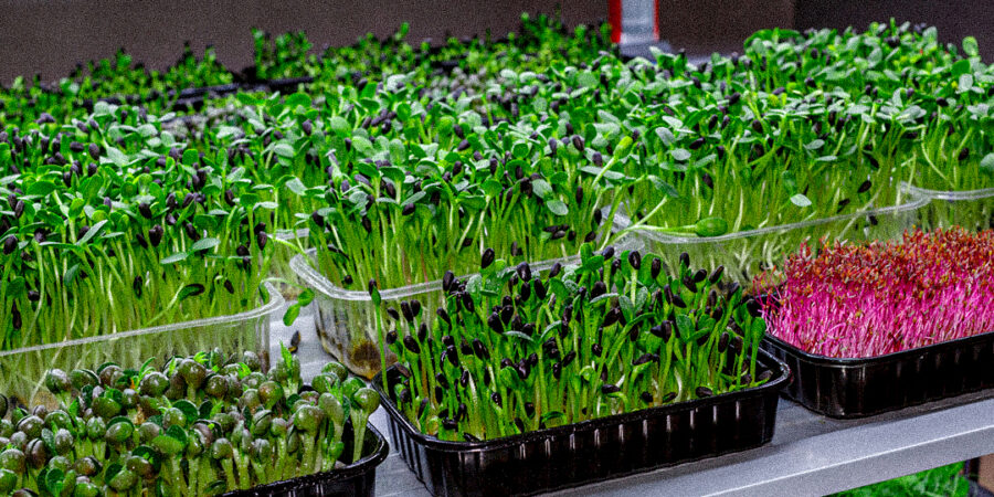 Cultivo de microgreens: a nova tendência que chegou para ficar