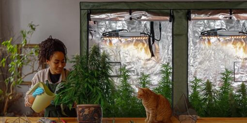 mulher germinando pés de maconha em seu studio com seu gato ao lado