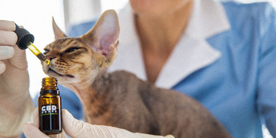 Cannabis terapêutica para pet? É possível, mas requer cuidado