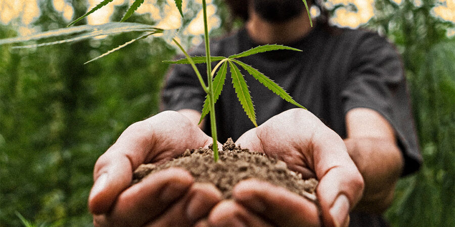 Benefícios do autocultivo da cannabis para o grower