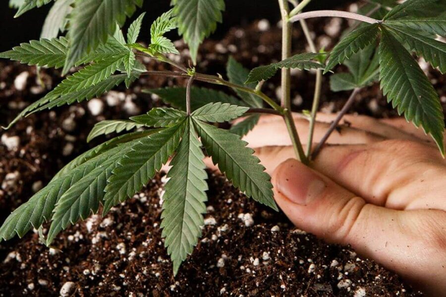 pé de cannabis plantado em solo com adubo e fertilizantes representando qual a função de um fertilizante