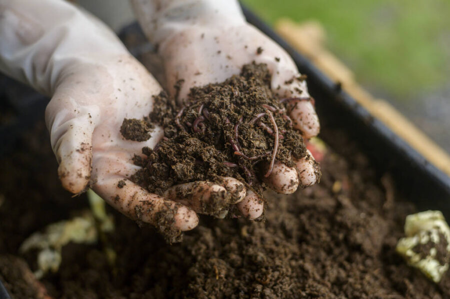 Mão masculina segurando terra e minhocas, conceito de agricultura de conservação, representando como fazer adubo organico