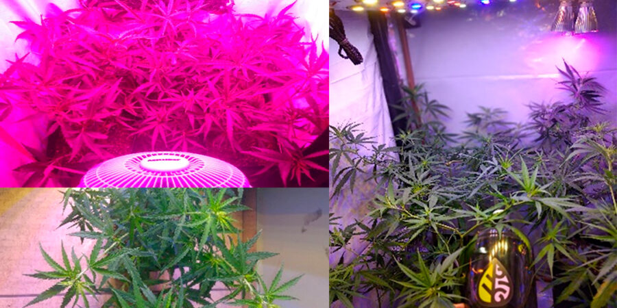 Jornada grower: os desafios de cultivar cannabis