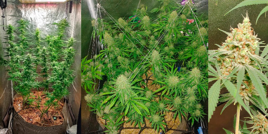 Jornada grower: os desafios de cultivar cannabis