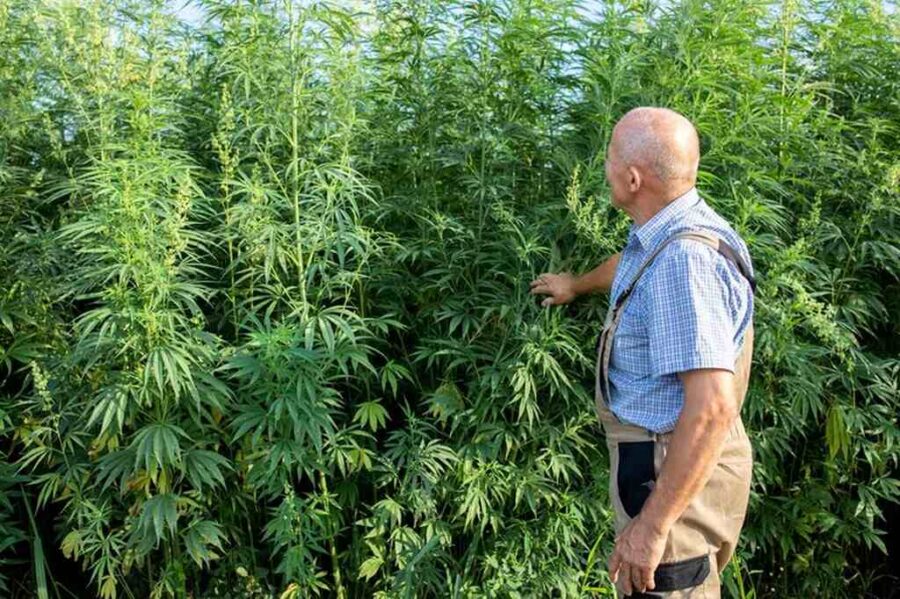 homem em plantação de cannabis representando como fazer adubo organico