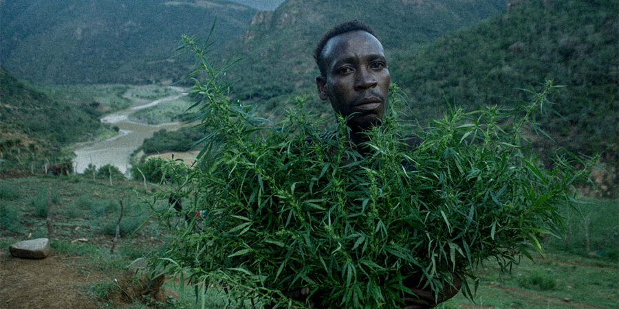 Mãe África: a história da maconha no continente africano