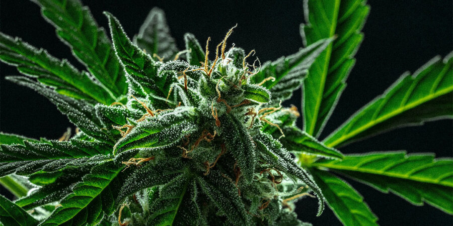 Cannabis Automática: A Revolução no Cultivo de Maconha