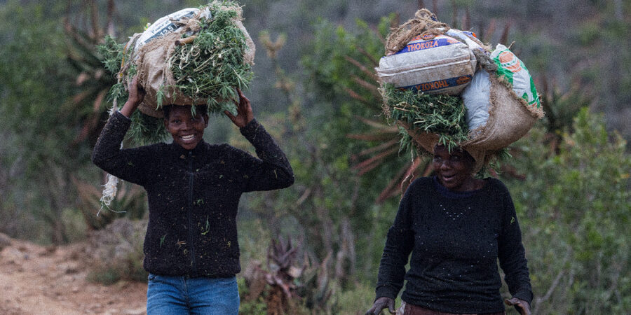 Mãe África: a história da maconha no continente africano