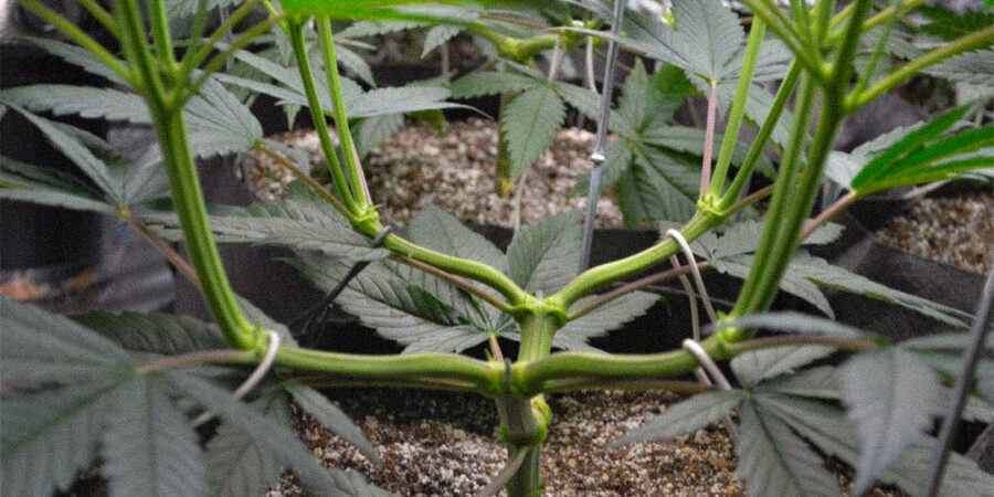 Técnica Mainlining revoluciona o cultivo de Cannabis; entenda!