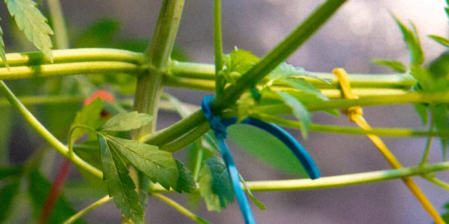 Técnica Mainlining revoluciona o cultivo de Cannabis; entenda!