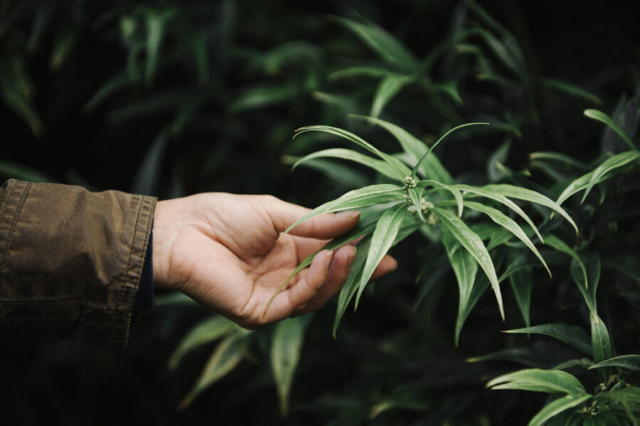 Onde encontrar lâmpada para cultivo indoor