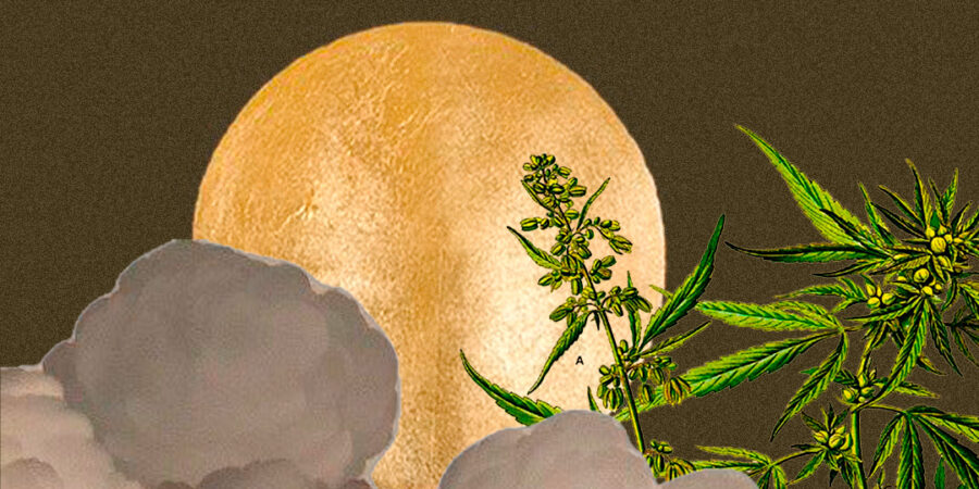 Calendário Lunar: Segredo Revelado para o Cultivo de Cannabis de Qualidade