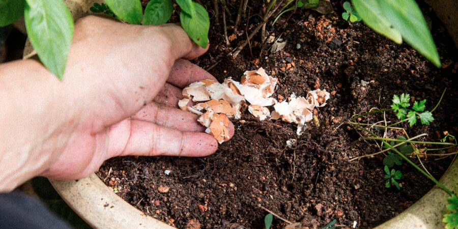 O desafio de caracóis e lesmas no cultivo da Cannabis