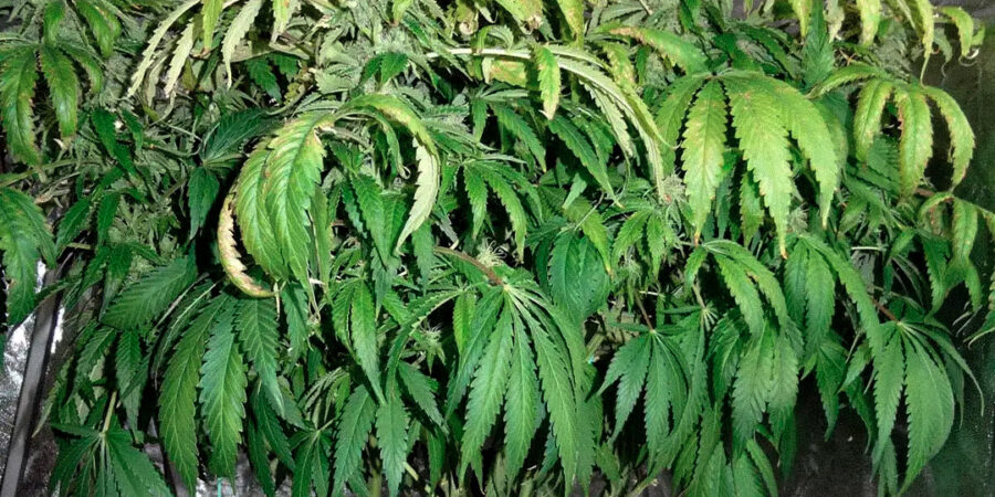 Desvendando o mistério das folhas enroladas no cultivo da Cannabis