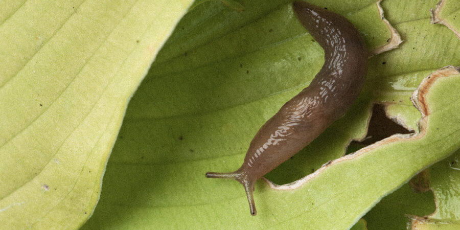 O desafio de caracóis e lesmas no cultivo da Cannabis