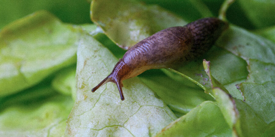 O desafio de caracóis e lesmas no cultivo da Cannabis