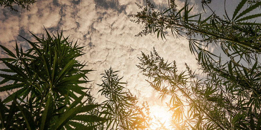 Ácidos Húmicos e Fúlvicos estão revolucionando o cultivo indoor de cannabis