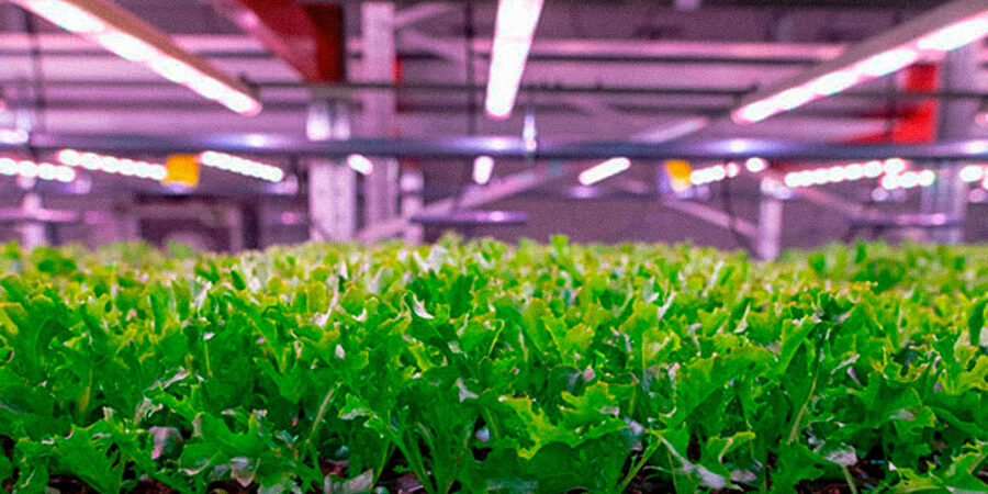 <strong>Para além da Cannabis, as barras tubulares de LED revolucionaram a agricultura</strong>