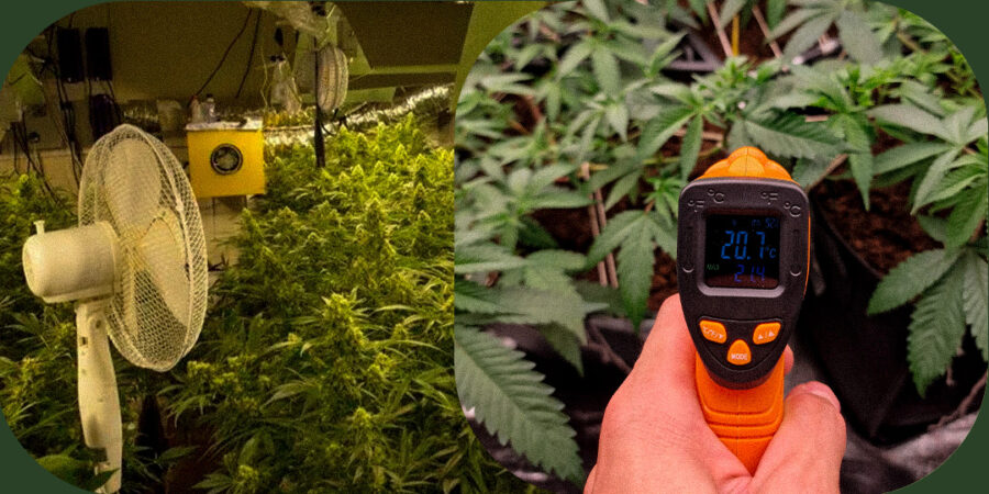 Você sabe o que é Vapor Pressure Deficit (VPD no cultivo da Cannabis e por que ele é importante?