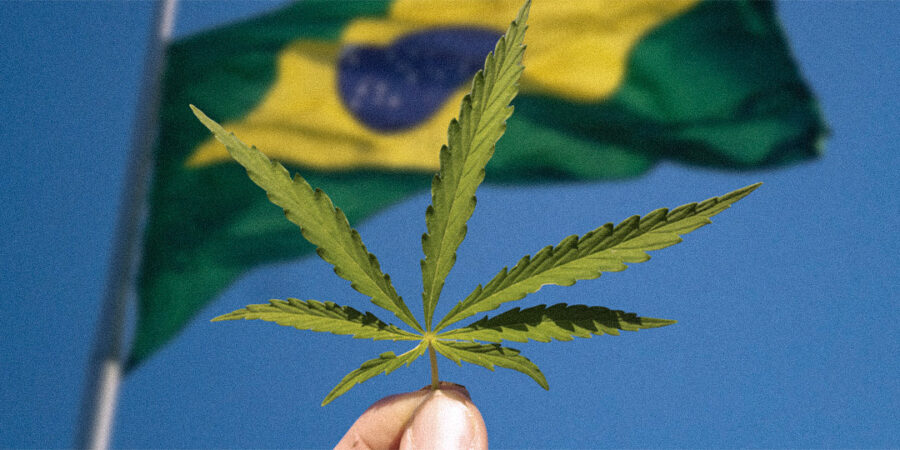 Legalização da Cannabis pelo mundo: por que o Brasil não pode ficar para trás?