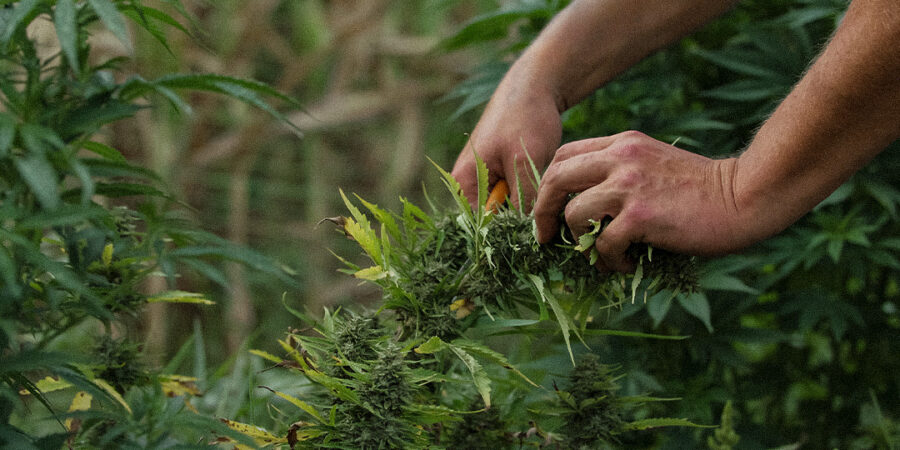 A ciência por trás do controle ambiental do cultivo indoor