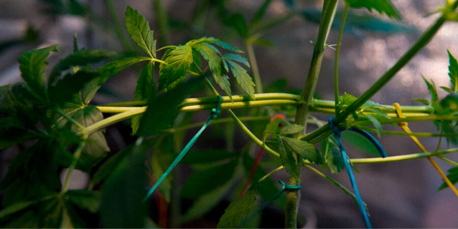 Técnicas avançadas de poda e treinamento: maximizando a qualidade e a eficiência no cultivo canábico