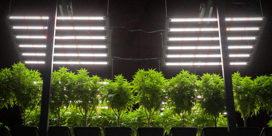 Barras Tubulares de LED: Versatilidade no Cultivo de Hortaliças e Além