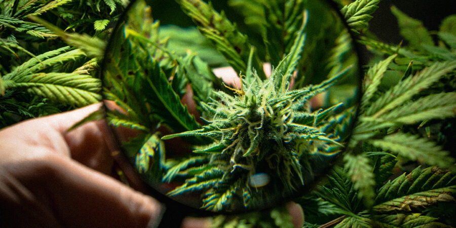 Guia para Iniciantes: como começar a cultivar Cannabis