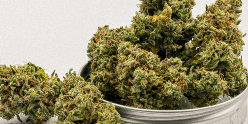 Panorama Canabico: Tensão entre Anvisa e Agricultura e retrocesso na Itália reacende mobilização europeia sobre a Cannabis